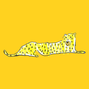 Cheetah