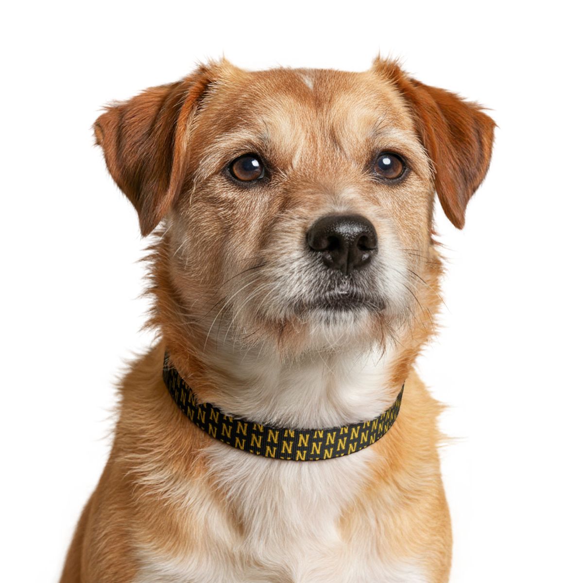 N Pattern Clip-On Pet Collar mockup